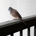 Barred dove on banister