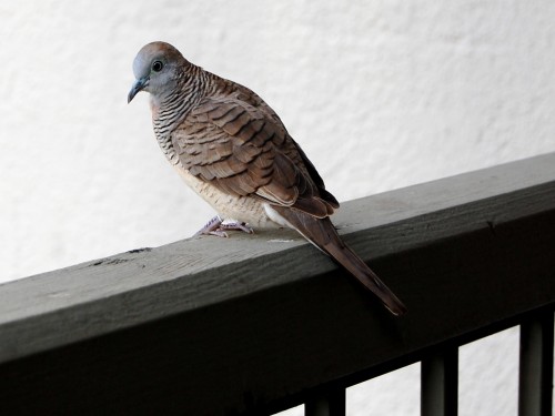 Barred dove on banister
