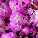 Dianthus