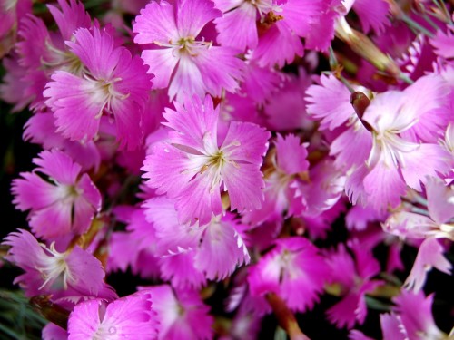 Dianthus