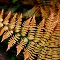 Rusty Fern