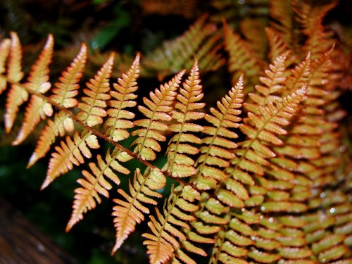 Rusty Fern