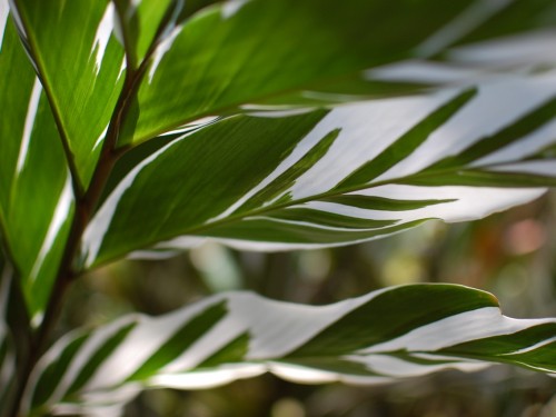 Variegated leaves