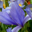 Irises