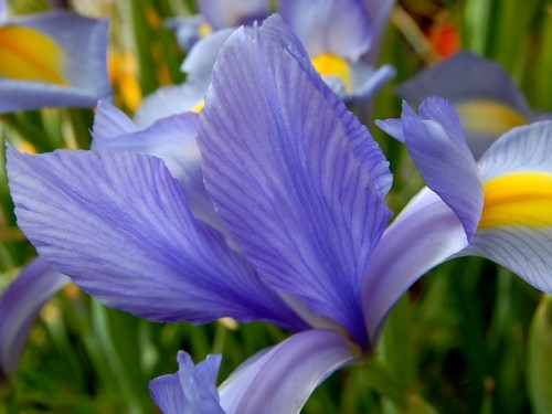 Irises