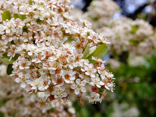 Little white flowers