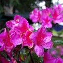 Pink azalea