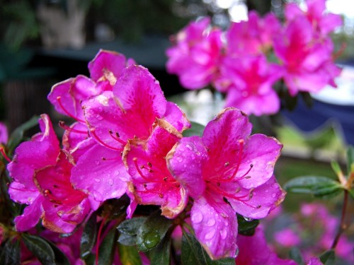 Pink azalea