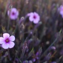 Small purple flowers