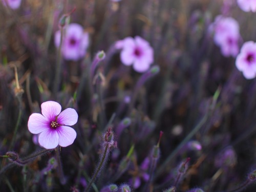 Small purple flowers