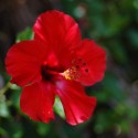 Red hibiscus