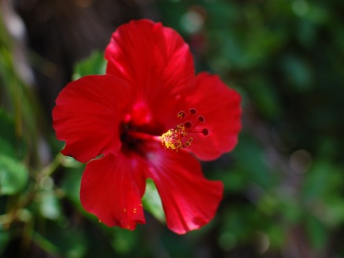 Red hibiscus