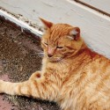 Orange tabby on brick