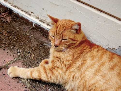 Orange tabby on brick