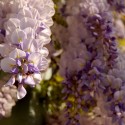 Purple wisteria