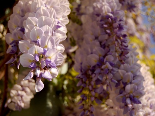 Purple wisteria