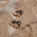 Pawprints