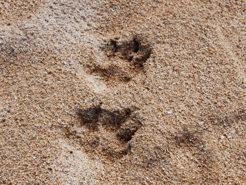 Pawprints